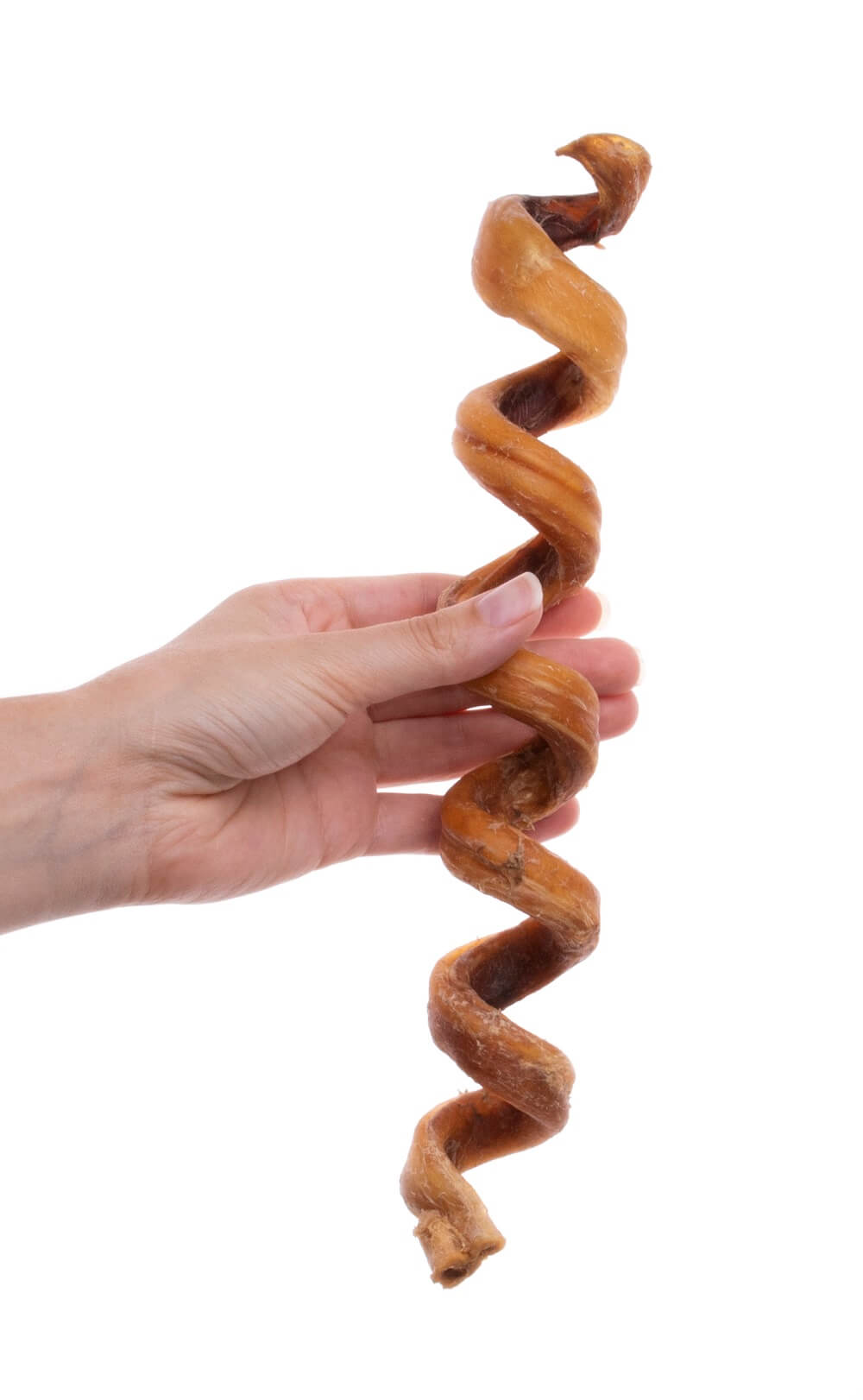 12″ Jumbo Curly Bully Stick