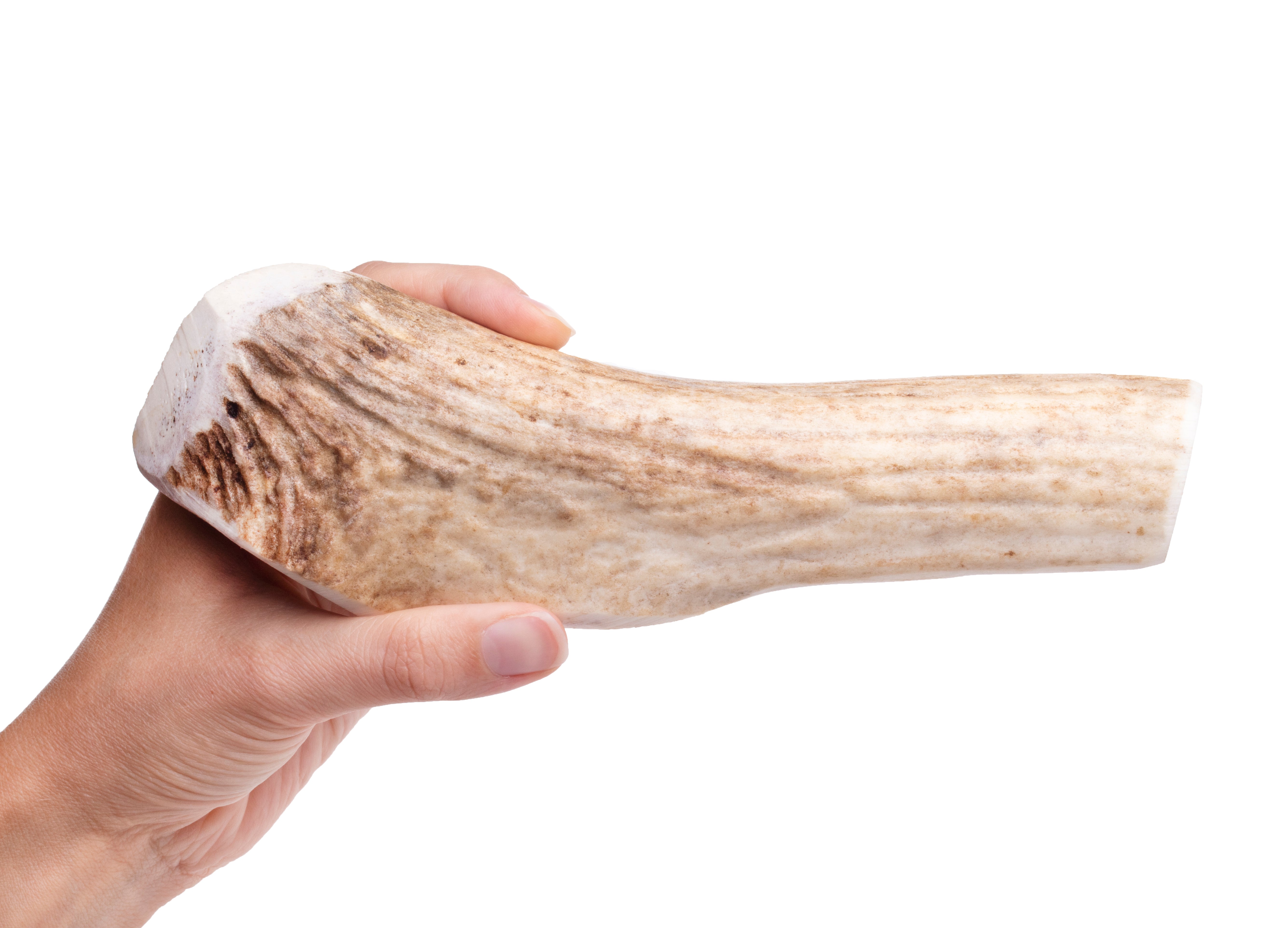 Roasted Elk Antlers